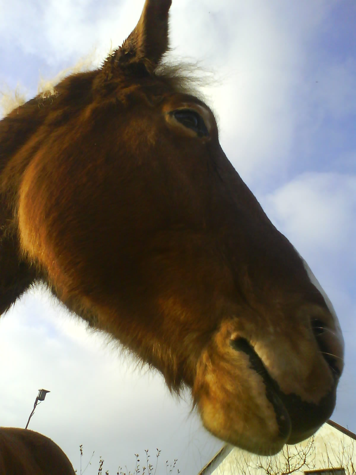 Profil hlavy!!!