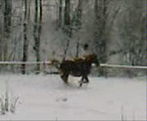 verča poprvé cválá v ohradě