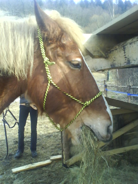 Senoo